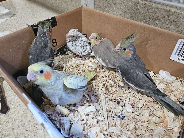 male-female-bird-for-sale-in-hilliard-oh