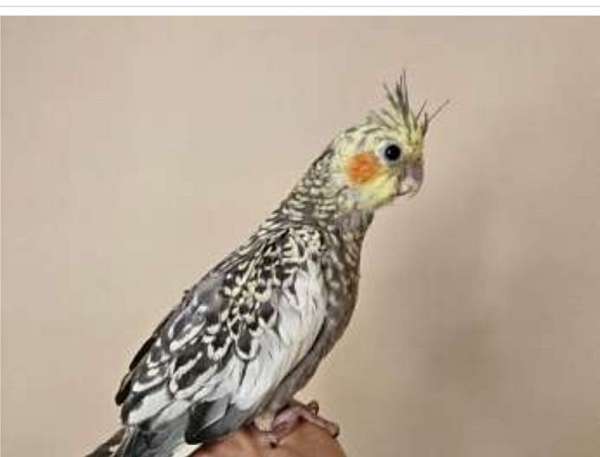 conure-for-sale