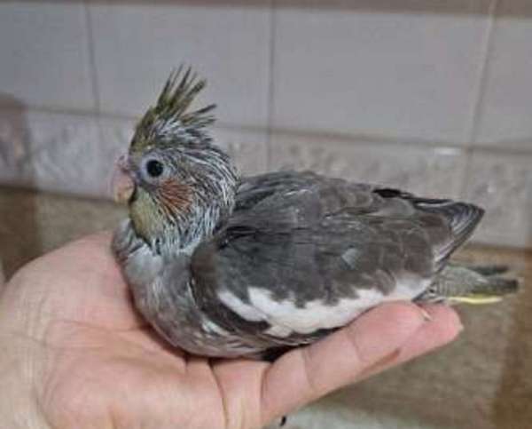 bird-for-sale-in-hilliard-oh