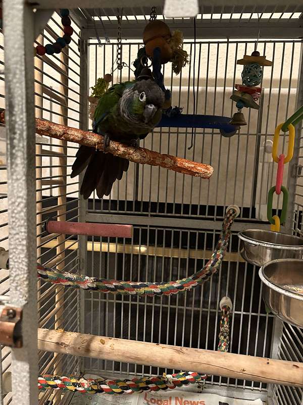 male-bird-for-sale-in-fremont-ca