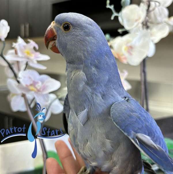 ringneck-parakeet-for-sale