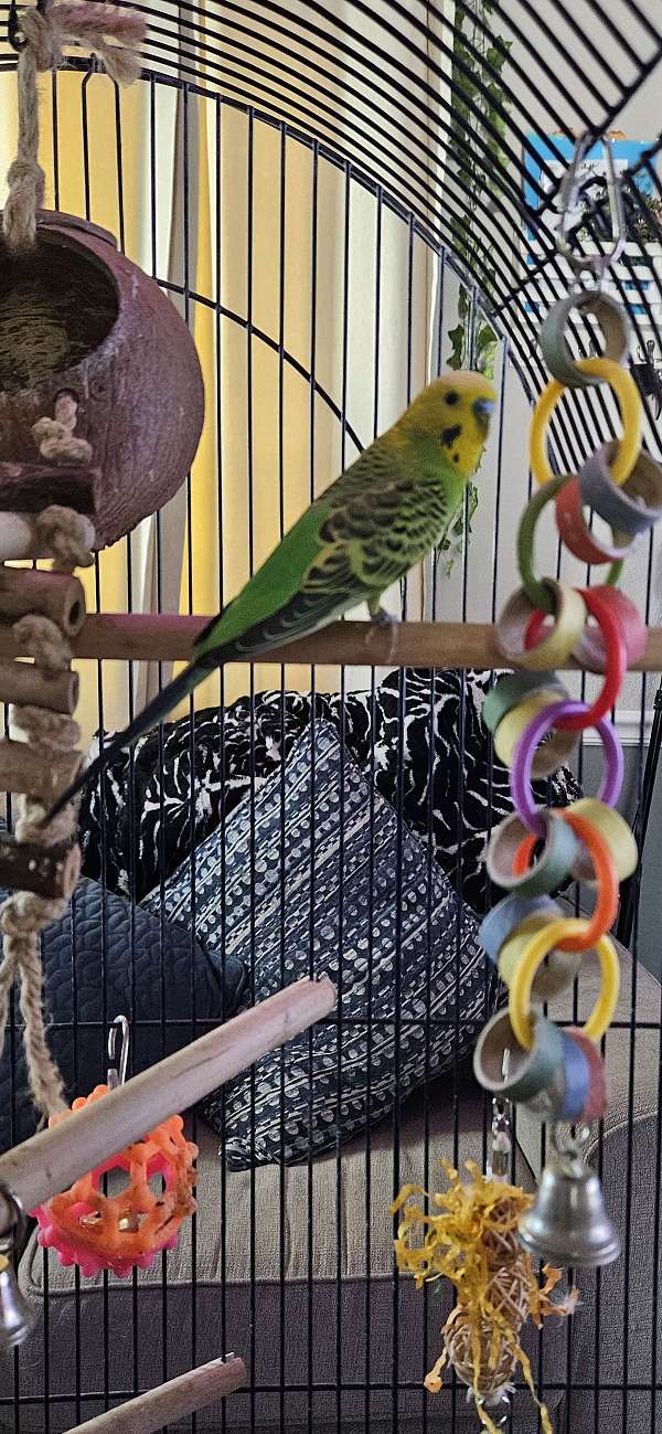 bird-for-sale-in-wyoming