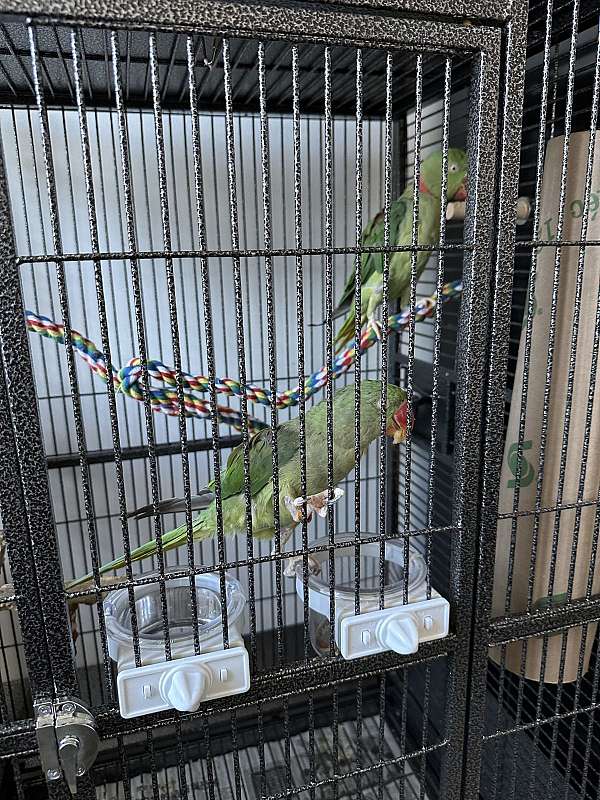 parakeet-for-sale