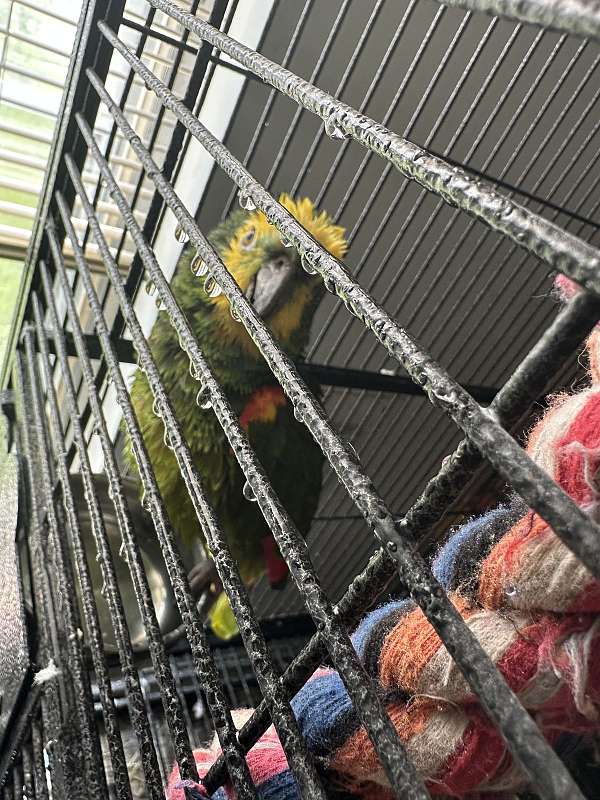 amazon-parrot-for-sale