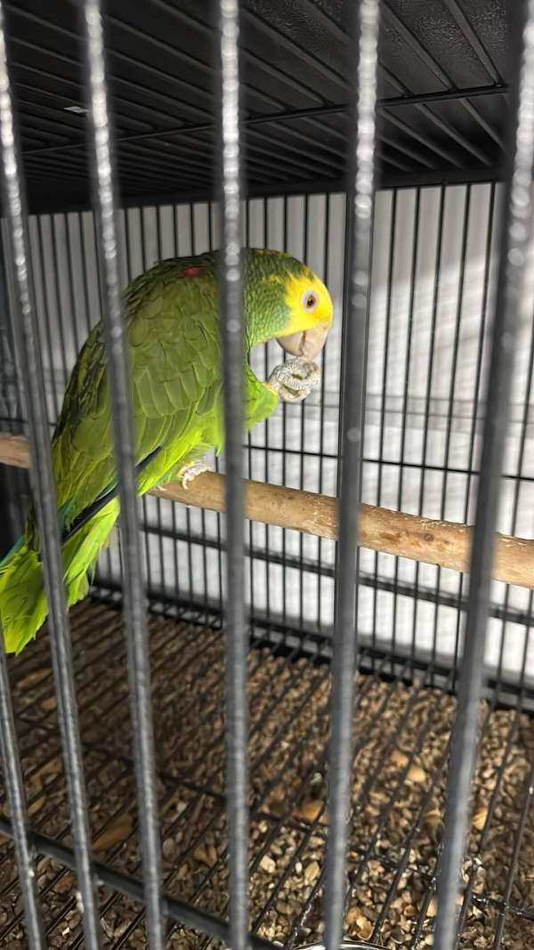 double-yellow-head-amazon-parrot-for-sale-in-indian-orchard-ma