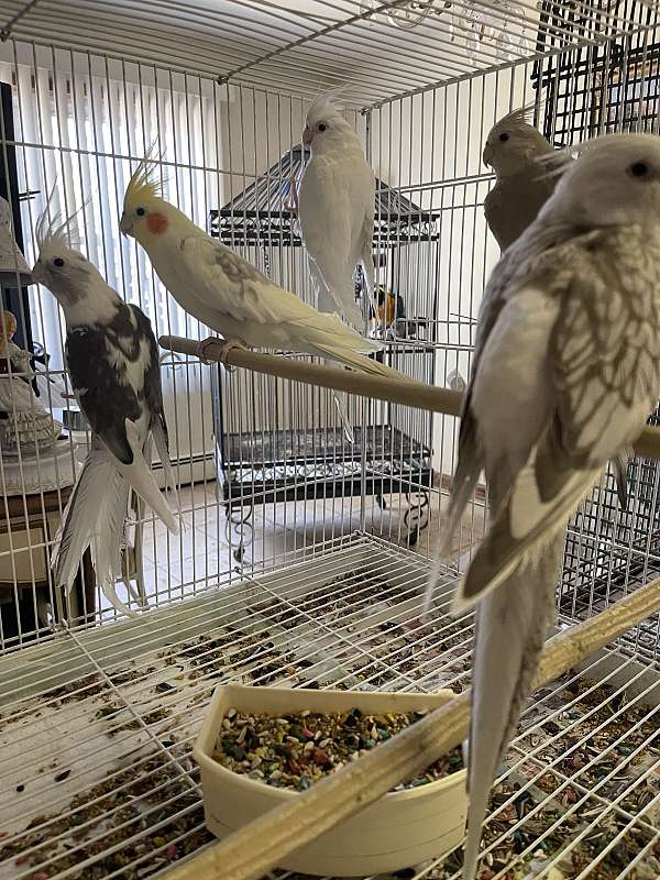 cockatiel-for-sale