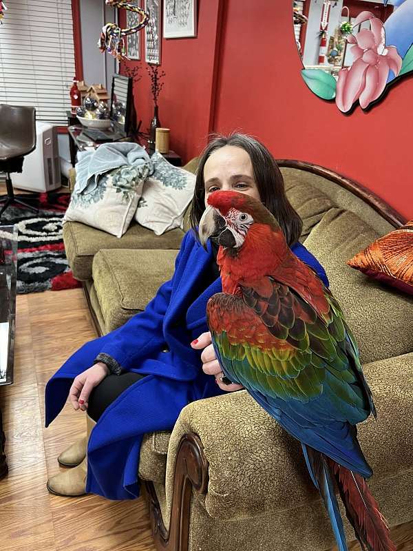 macaw-for-sale