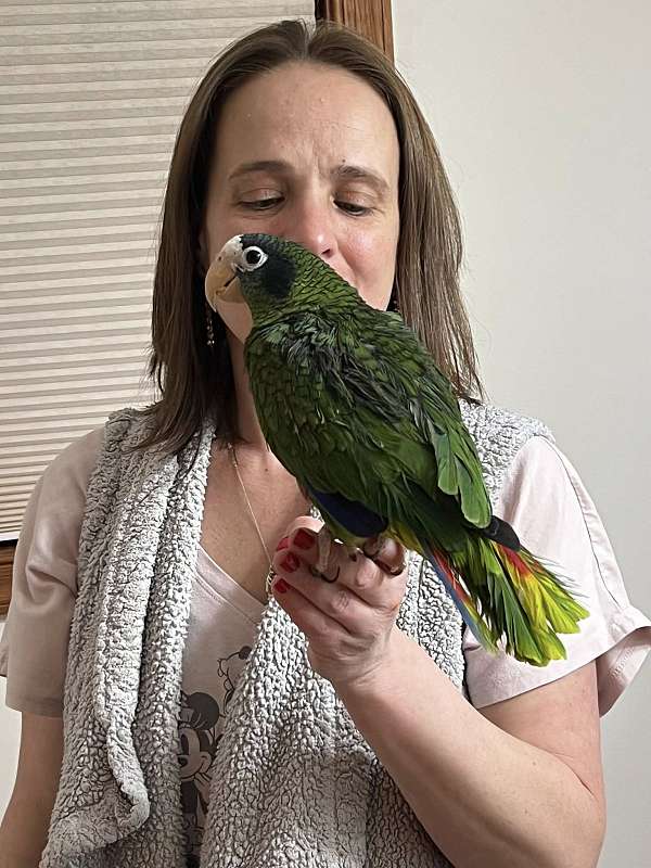 amazon-parrot-for-sale