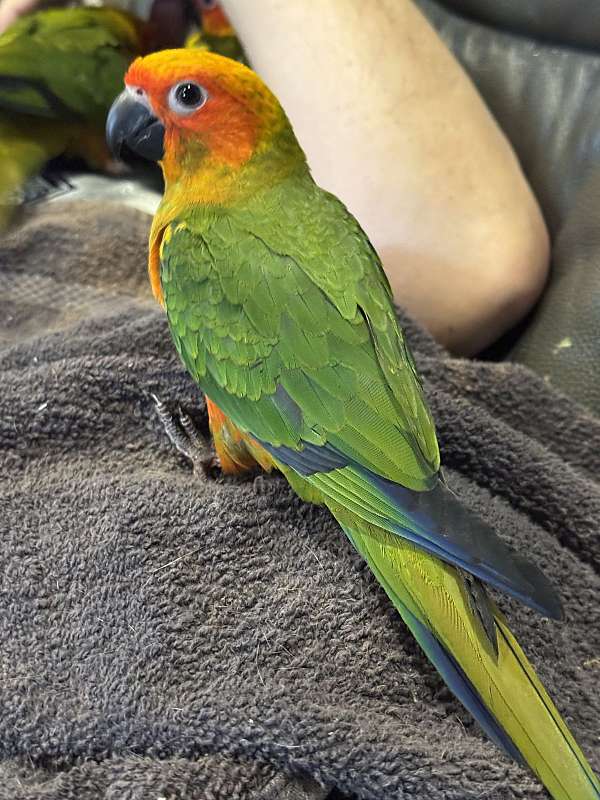 conure-for-sale