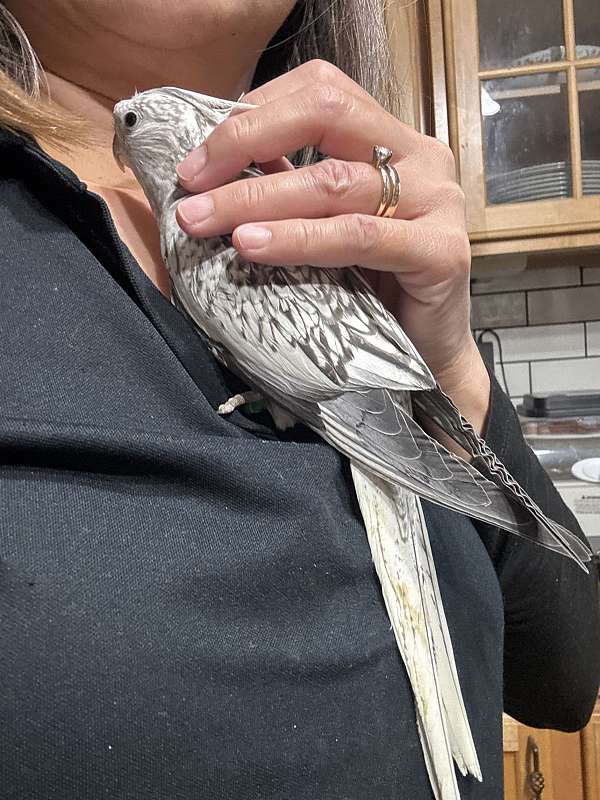 cockatiel-for-sale