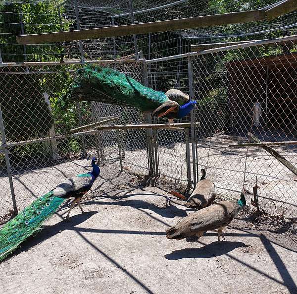 peacock-for-sale-in-marlton-nj