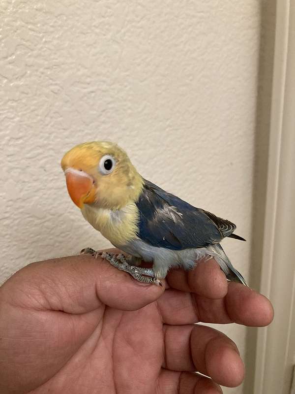 bird-for-sale-in-stockton-ca