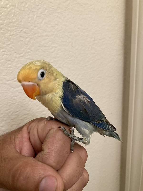 lovebird-for-sale-in-stockton-ca
