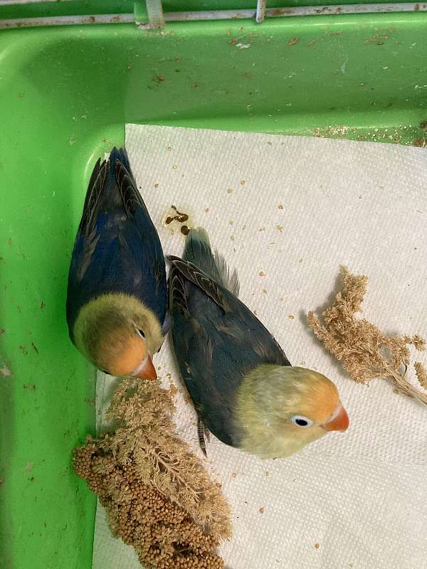 lovebird-for-sale