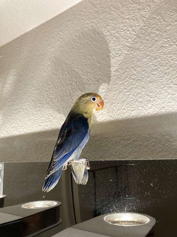 baby-bird