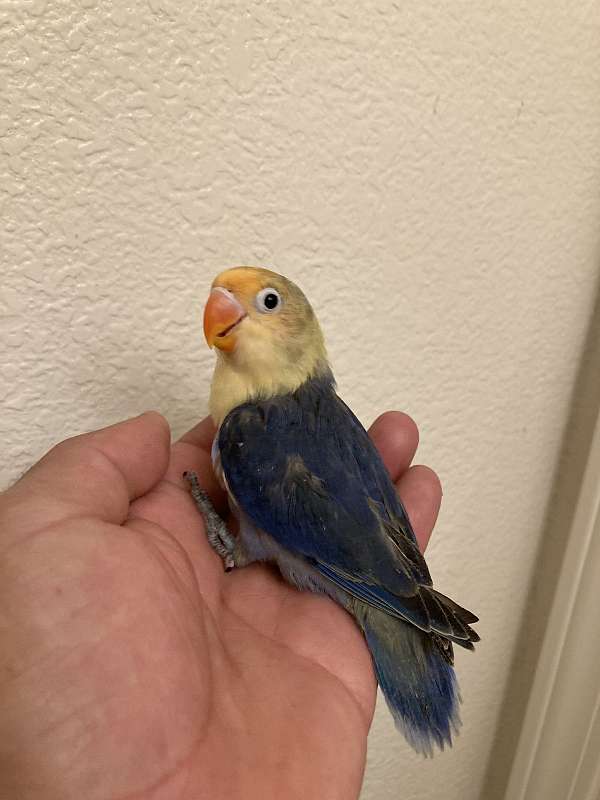 baby-lovebird-for-sale