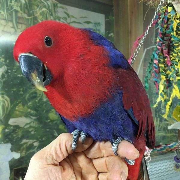 eclectus-parrots-for-sale-in-atlanta-ga