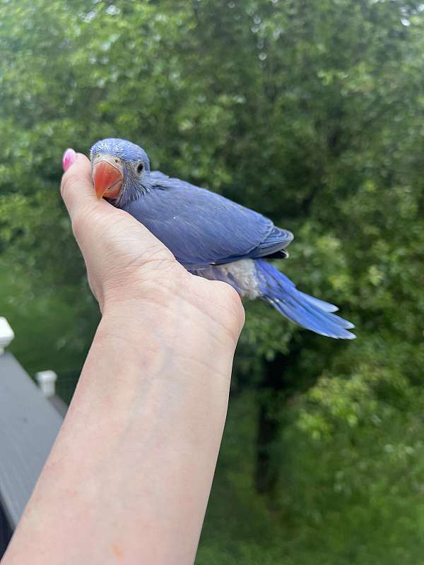 ringneck-parakeet-for-sale