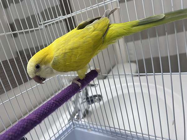 opaline-pastel-parrot-for-sale