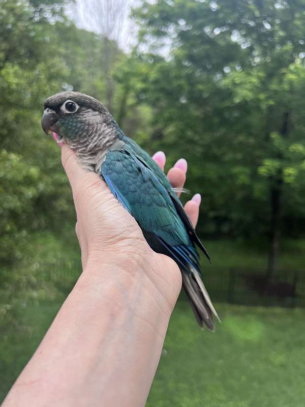 male-mixed-bird-for-sale-in-gainesville-va