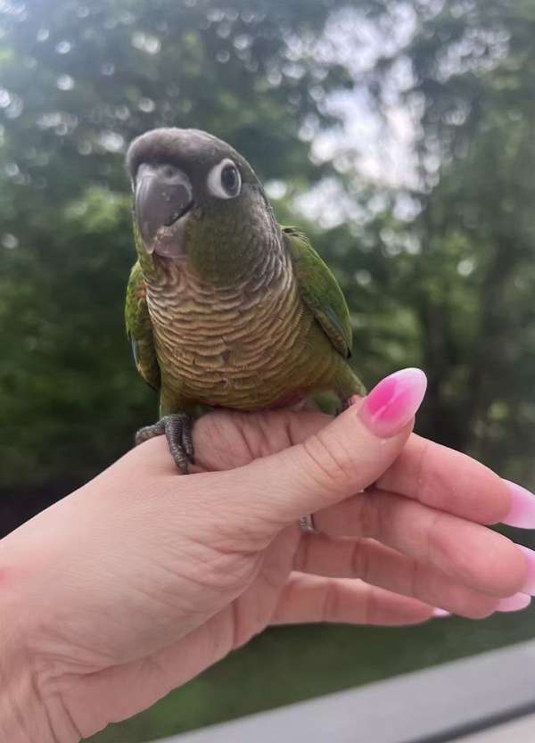 opaline-conure-green-cheek-conure-for-sale