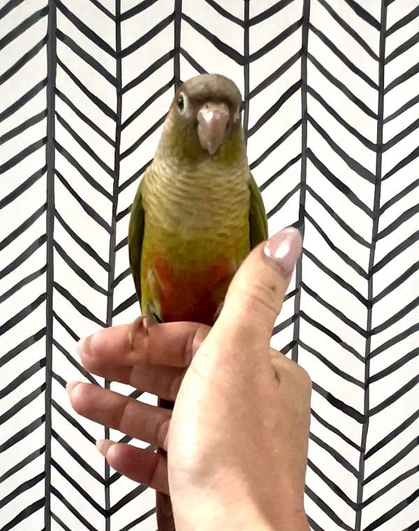 pink-conure-green-cheek-conure-for-sale
