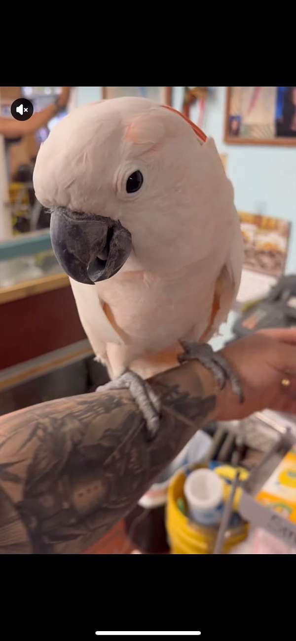 moluccan-cockatoo-for-sale-in-cutler-bay-fl