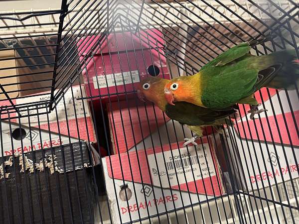 green-bird-for-sale-in-monroe-township-nj