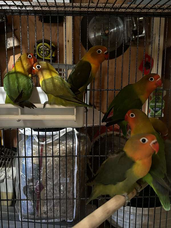 baby-bird-for-sale-in-southington-ct