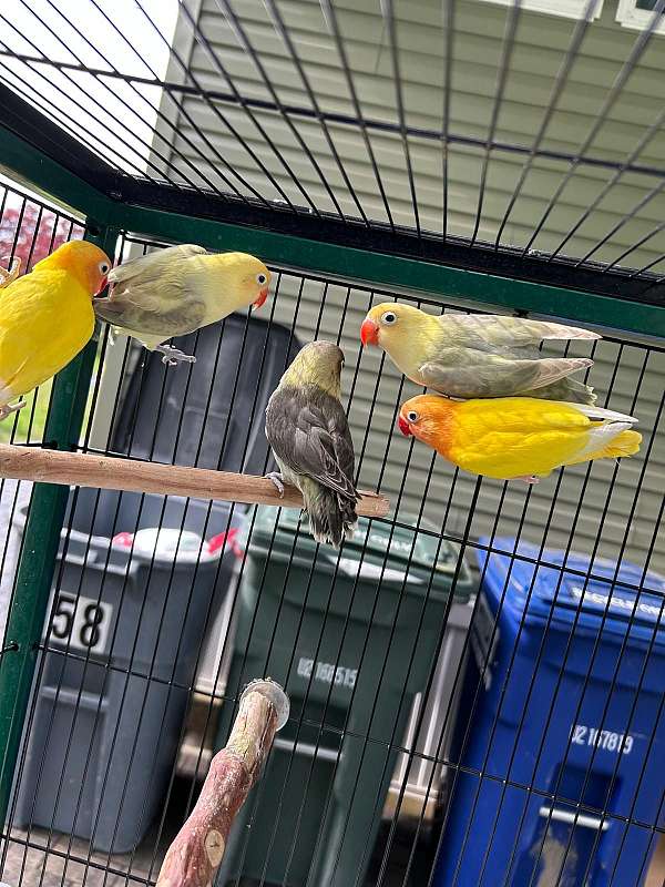 fischers-lovebird-for-sale