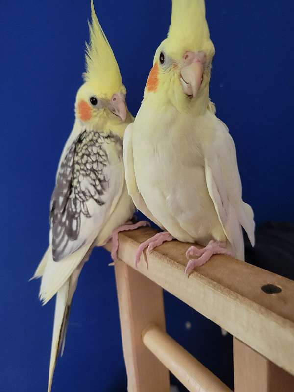 baby-bird-for-sale-in-effort-pa