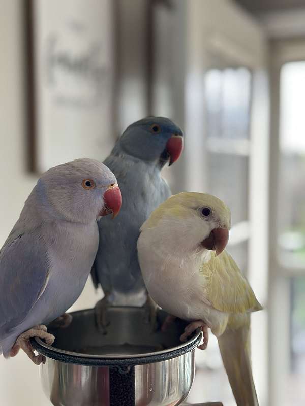 ringneck-parakeet-for-sale