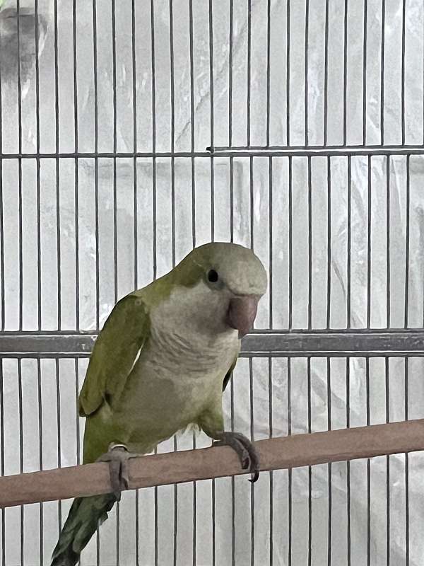 quaker-parrots-for-sale