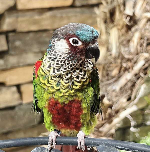 painted-conure-for-sale-in-trabuco-canyon-ca