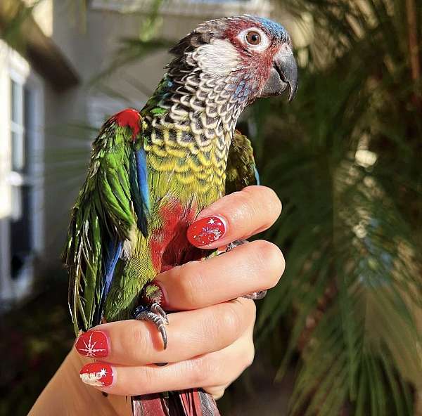 adult-bird-for-sale-in-trabuco-canyon-ca