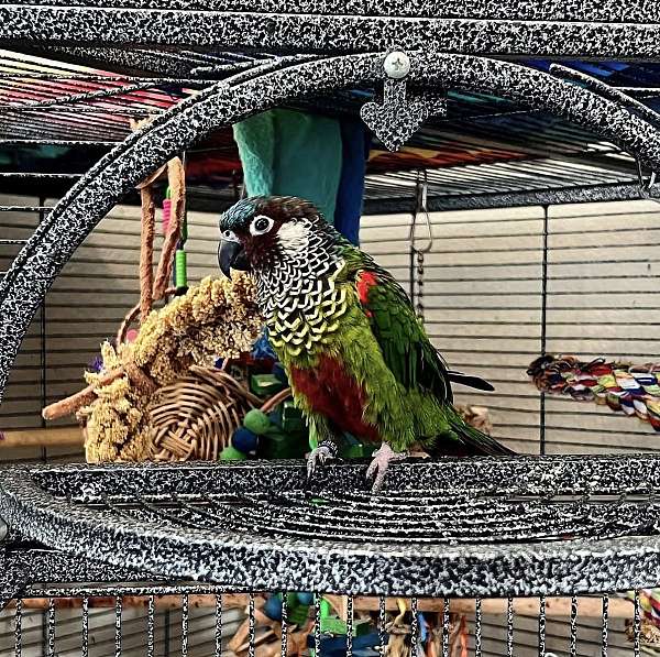 adult-painted-conure-for-sale