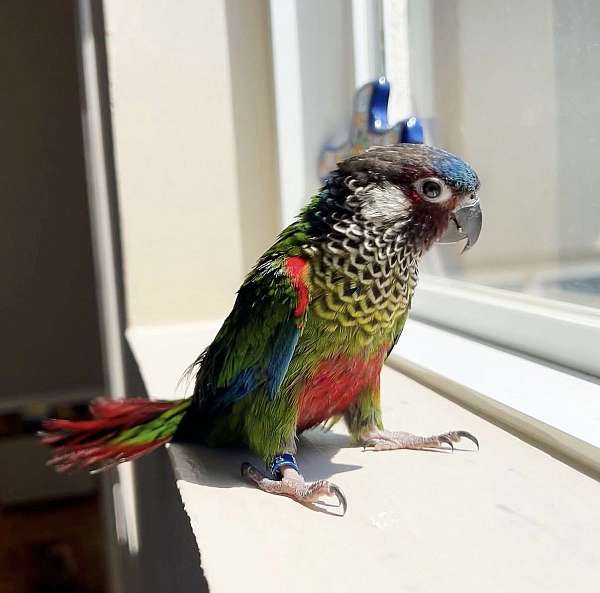 conure-painted-conure-for-sale