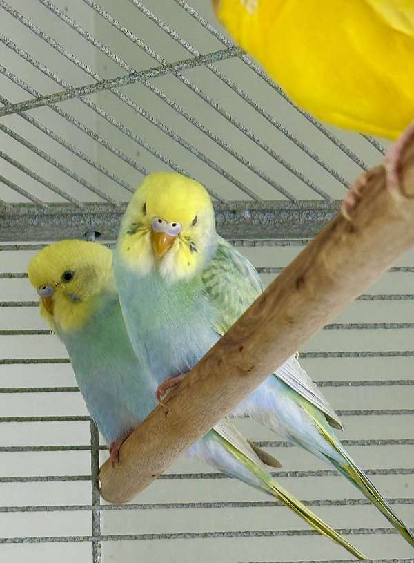 small-bird-for-sale-in-warnerville-ny