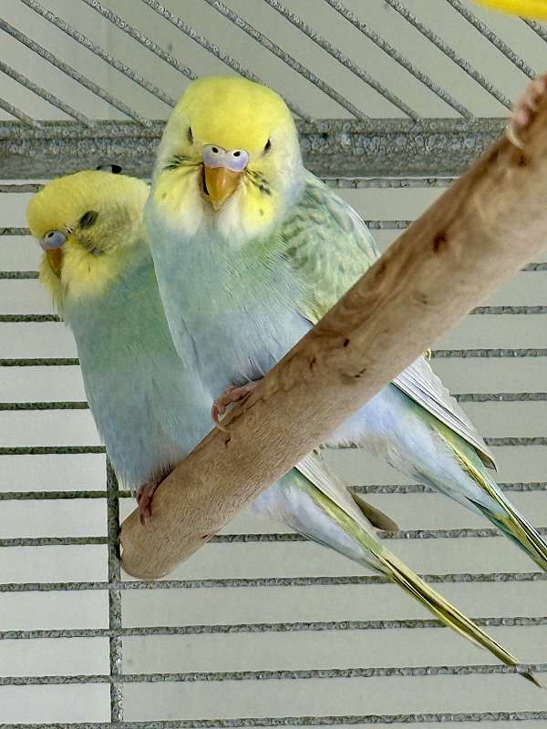 handfed-bird-for-sale-in-warnerville-ny