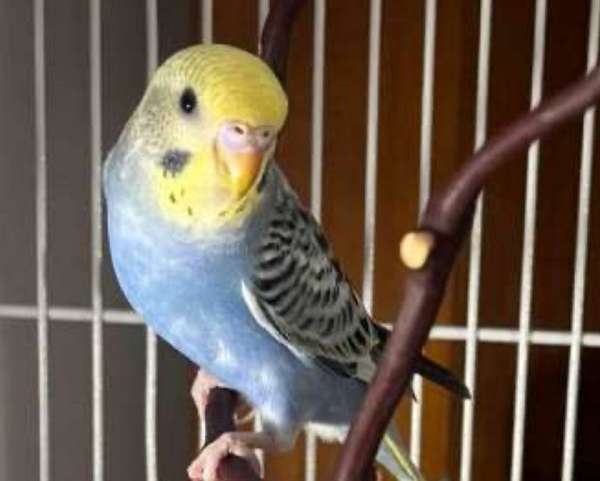 parakeet-for-sale