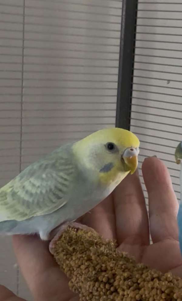 yellow-parakeet-for-sale