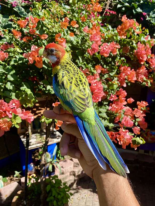 rosella-parakeet-for-sale
