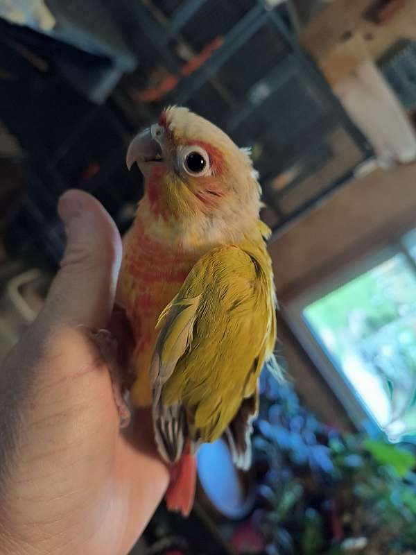 conure-for-sale