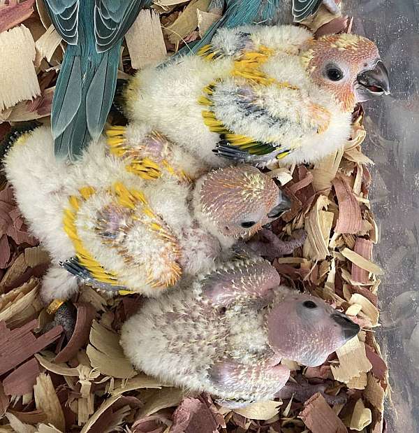 conure-sun-conure-for-sale-in-danville-va