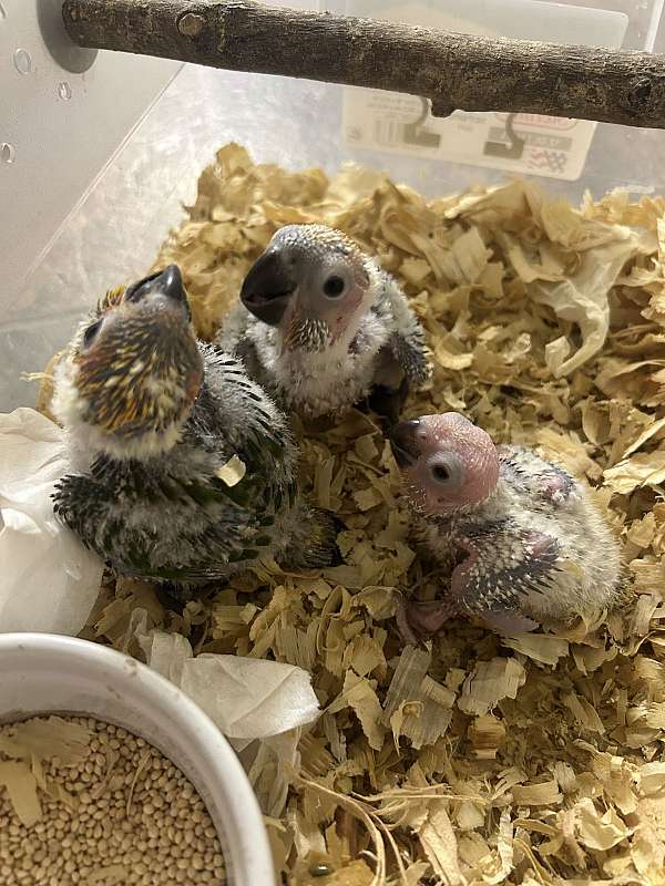 conure-for-sale