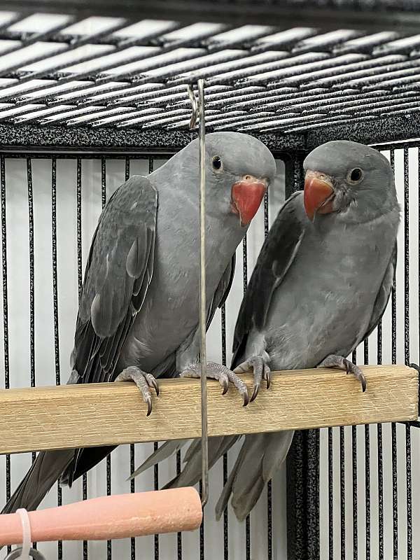 grey-bird-for-sale-in-toney-al