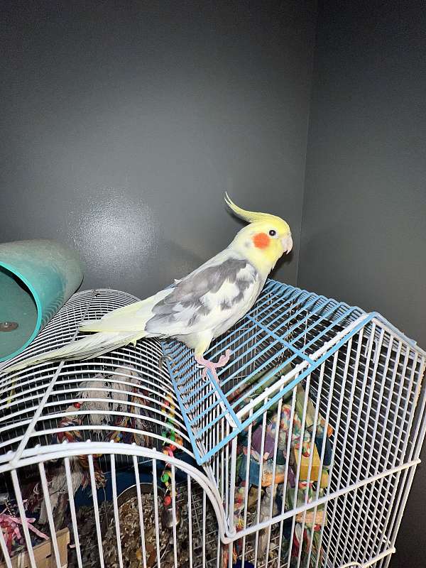 male-female-bird-for-sale-in-center-valley-pa