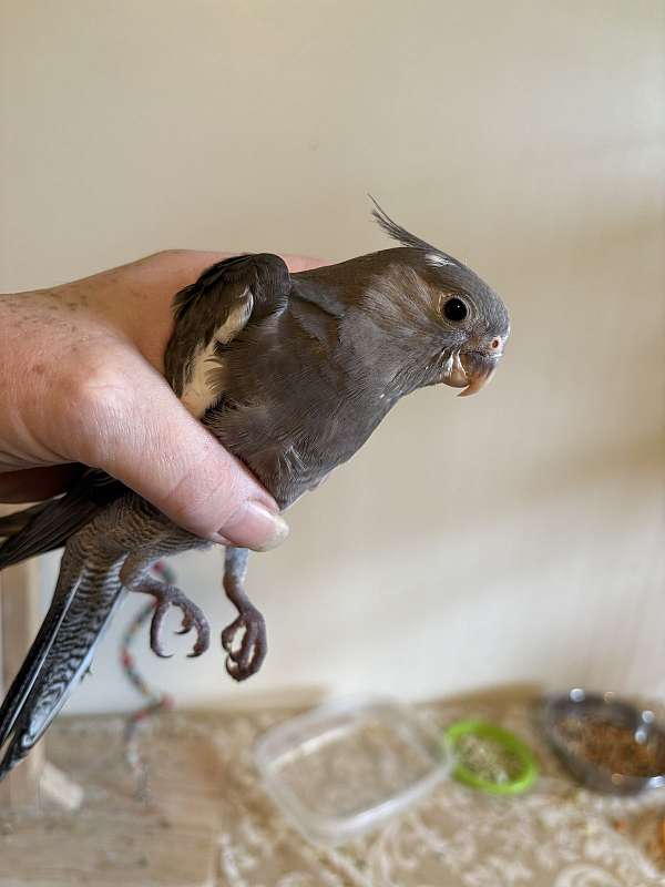 playful-tame-bird-for-sale-in-new-cumberland-wv