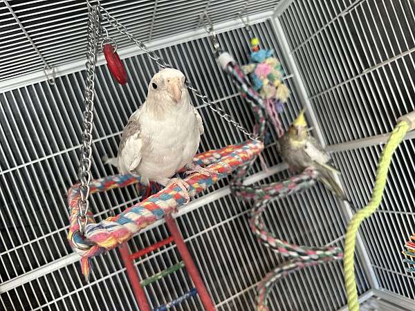 adult-bird-for-sale-in-the-dalles-or