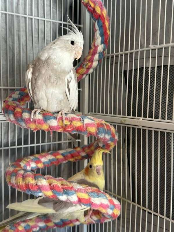 young-bird-for-sale-in-the-dalles-or